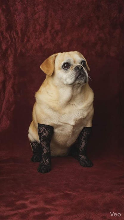 Bark Bops - Classic Sit